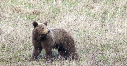 A korábbi időszakhoz képest kevesebb esetben volt szükség csendőri segítségre medvék elűzéséhez a megyében